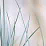 grasses 3