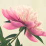 peony 10