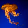 jellyfish 3