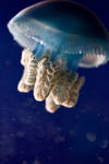 jellyfish 4 by JasonKaiser