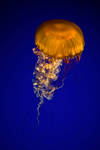 jellyfish 12 by JasonKaiser