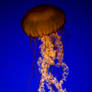 jellyfish 14