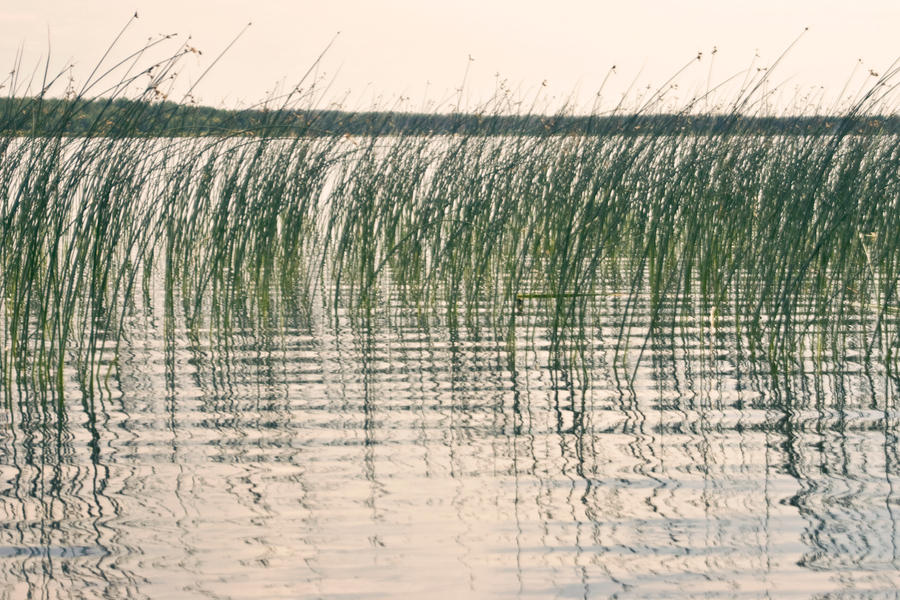 Reeds Perspective reeds 2 by JasonKaiser on DeviantArt