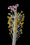 stamen 2 by JasonKaiser