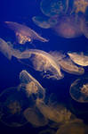jellyfish 20 by JasonKaiser