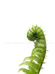 fiddlehead by JasonKaiser