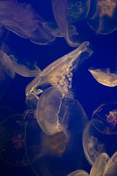 Jellyfish 21