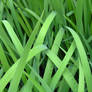 iris grass