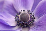 anemone 2 by JasonKaiser