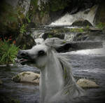 Kelpie by jacij