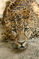 Leopard stare...