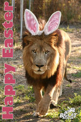 BIG CAT Easter