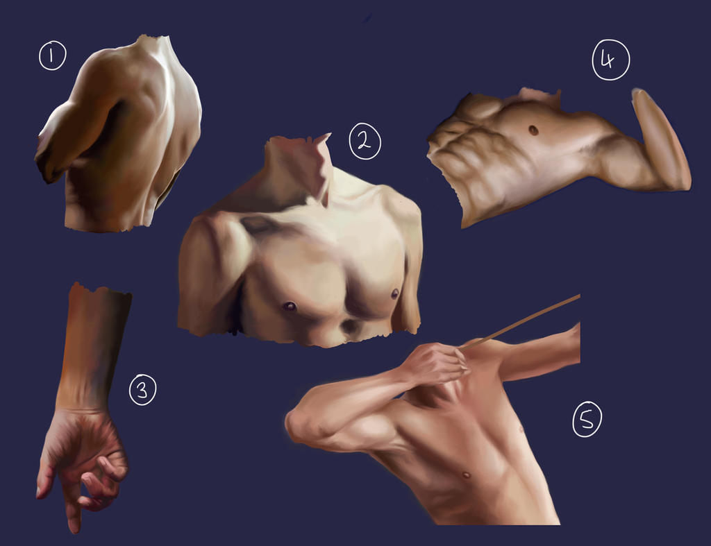 Male Anatomy Practice 1