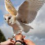 CB Tyto Alba - Barn Owl