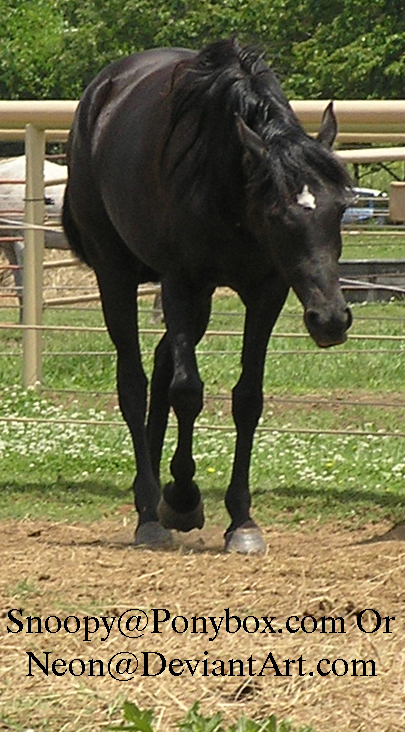 Arabian Horse Stock 9