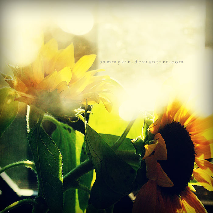 I'll Be Your Sunflower...