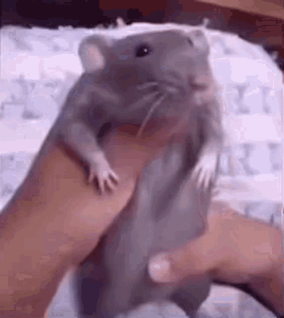 Dancing Ratsv Rat Dancing by brandoncockburn on DeviantArt
