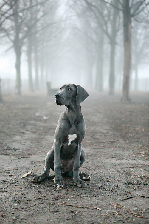 Great Dane