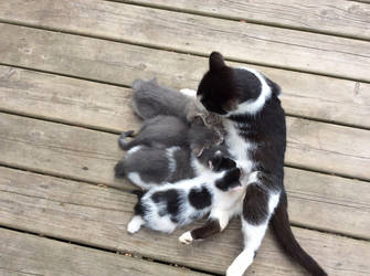 Mom and Kittens