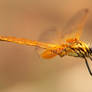 Golden Dragonfly