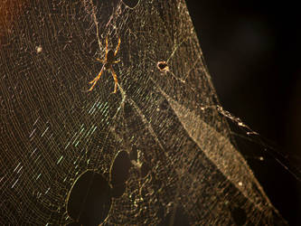 Taronga -- Orb Weaver 1