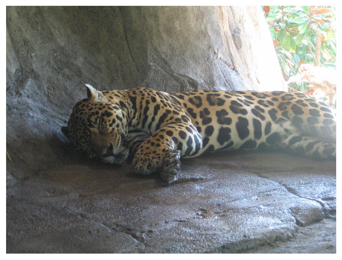 Jaguar