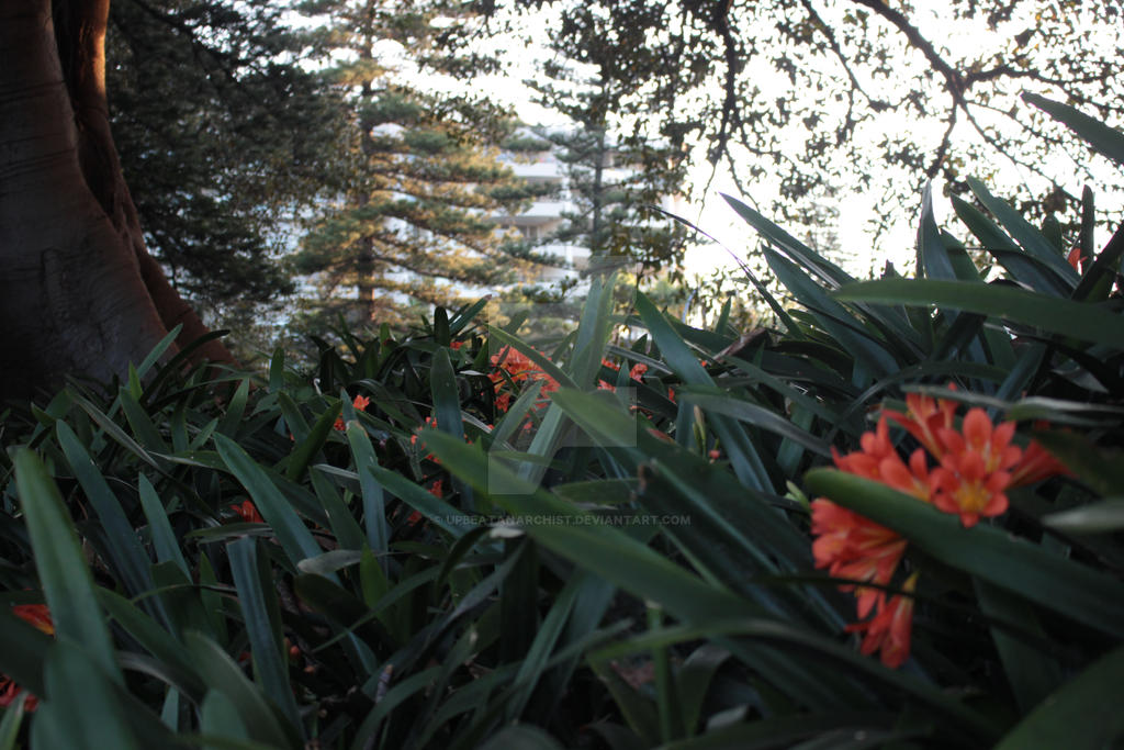 Manly Tree 02 by upbeatanarchist on DeviantArt