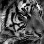 tiger bw