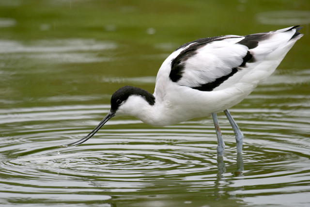 Avocet