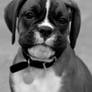 Boxer puppy 3