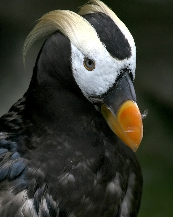 Tufted puffin