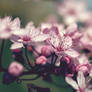 cherry blossoms 2