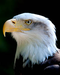 Bald Eagle 1