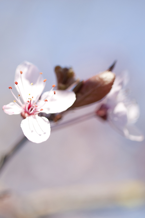 first blossom crop