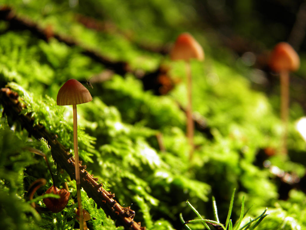 Guardians Of The Forest