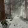 Winterforest72