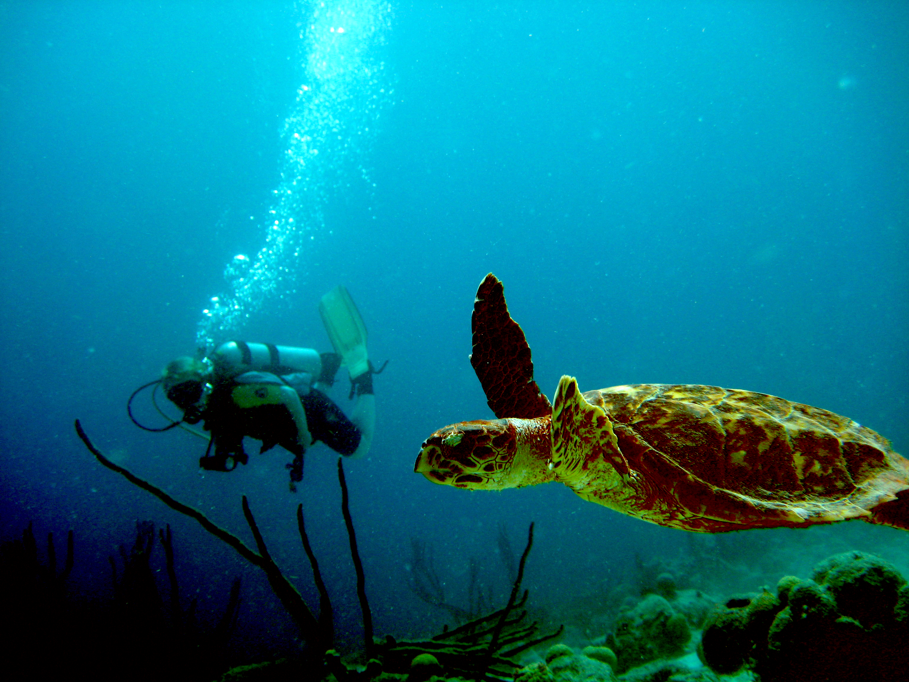 Hawksbill turtle close up