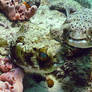 burrfish couple