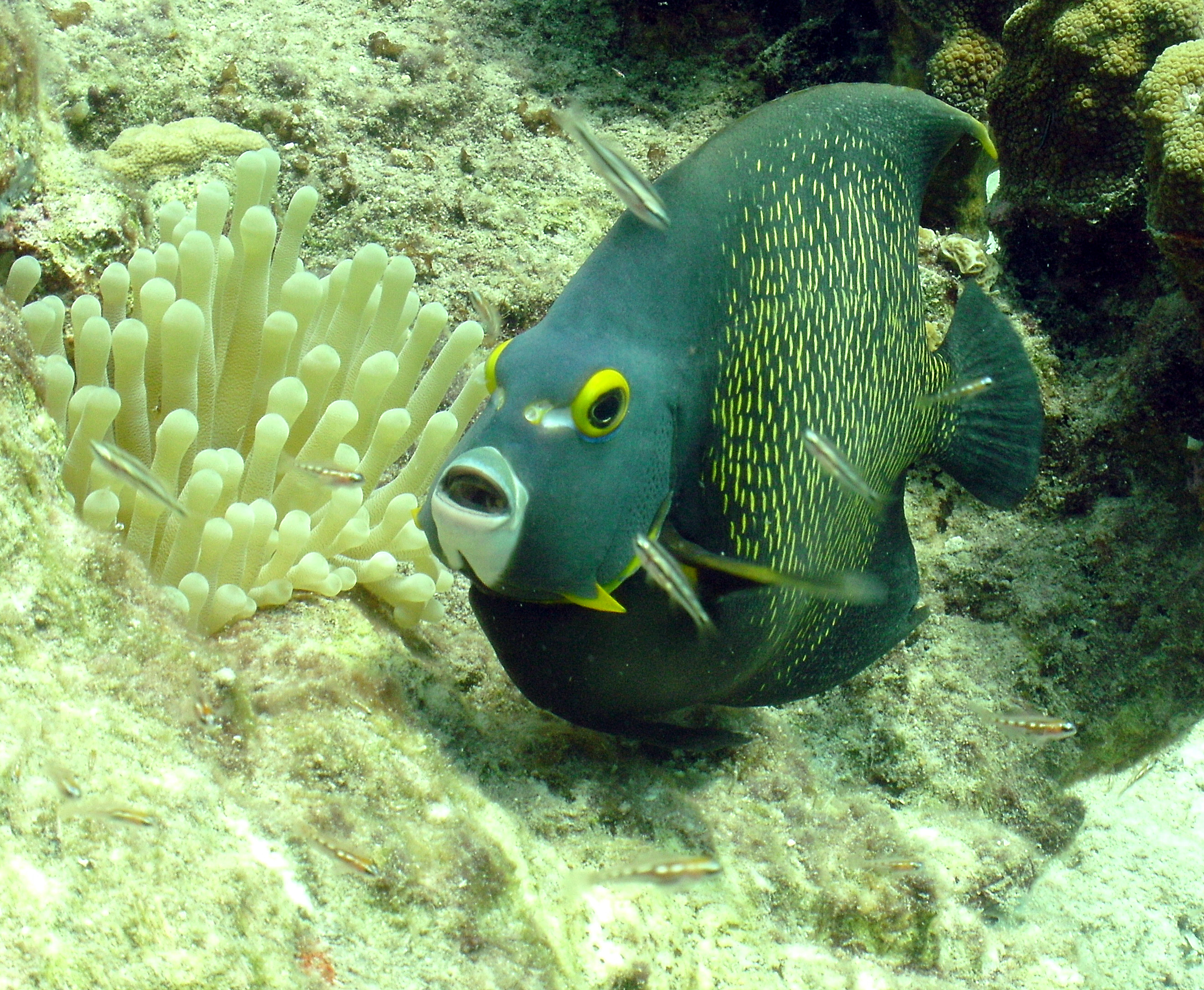 French Angelfish beauty salon