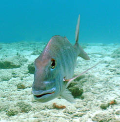 Mutton snapper by g--f
