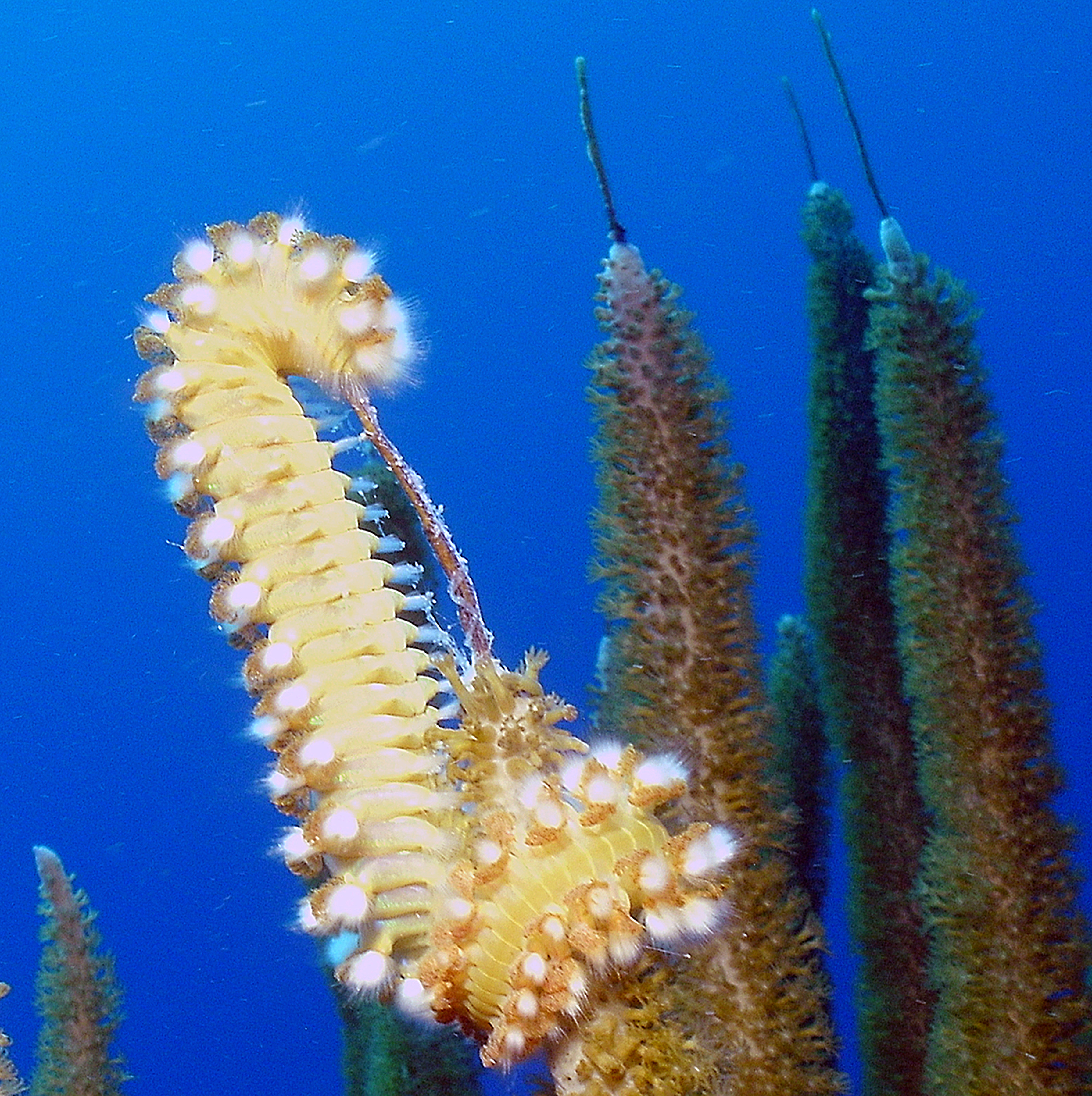 Bearded fireworm chomping on corals