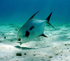 Permit sees under sand