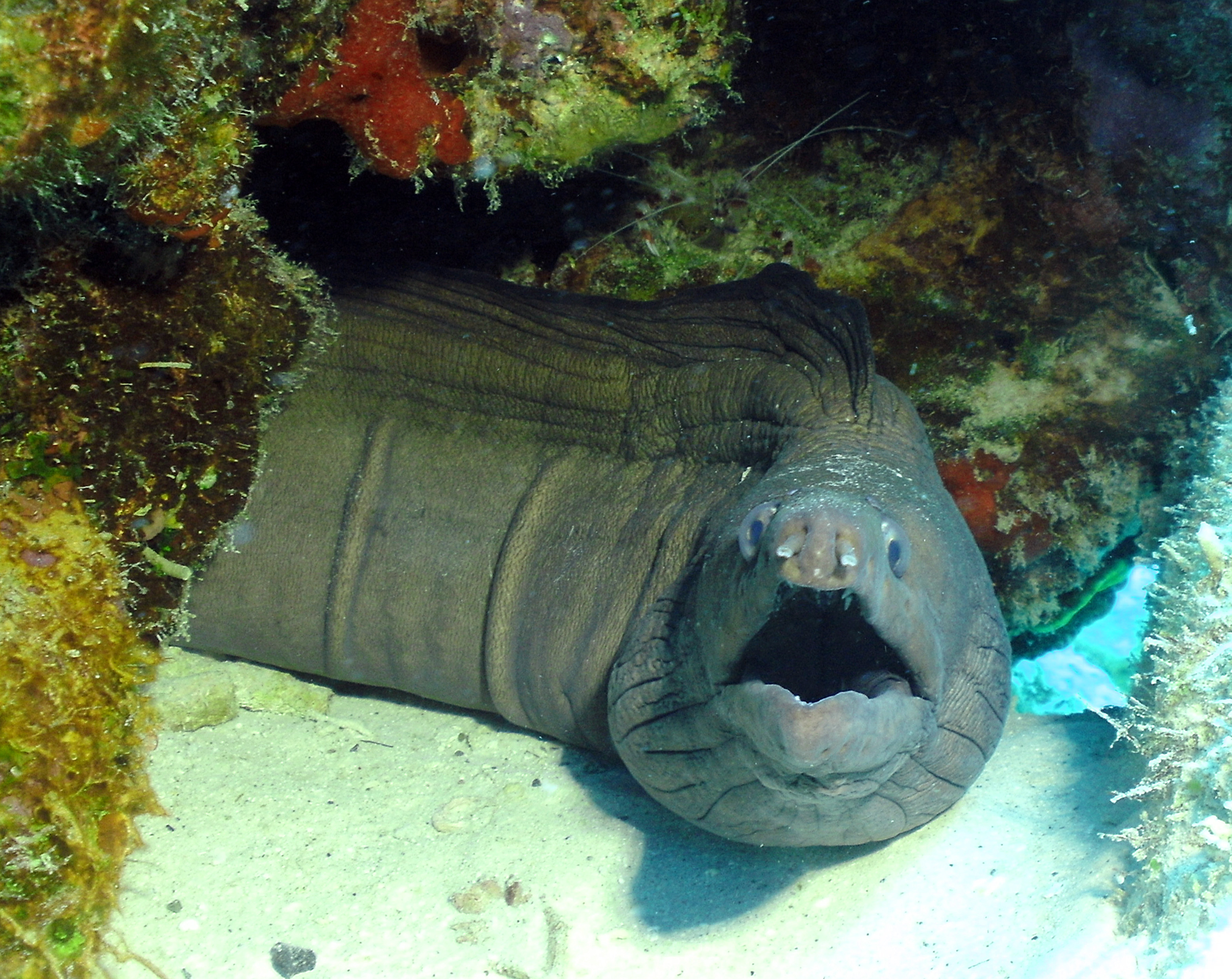 Rather-tan Green moray