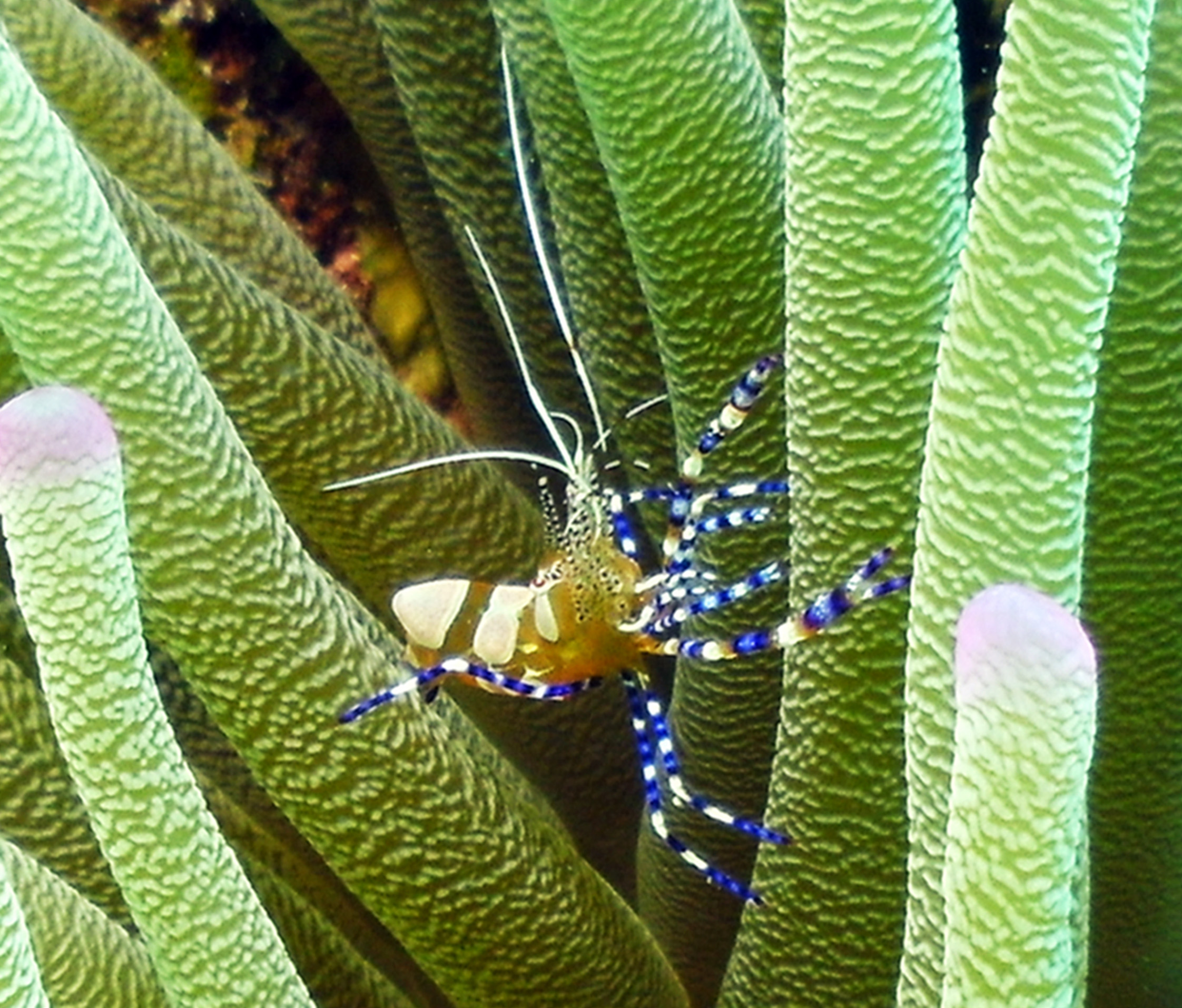 Spotted cleaner shrimp