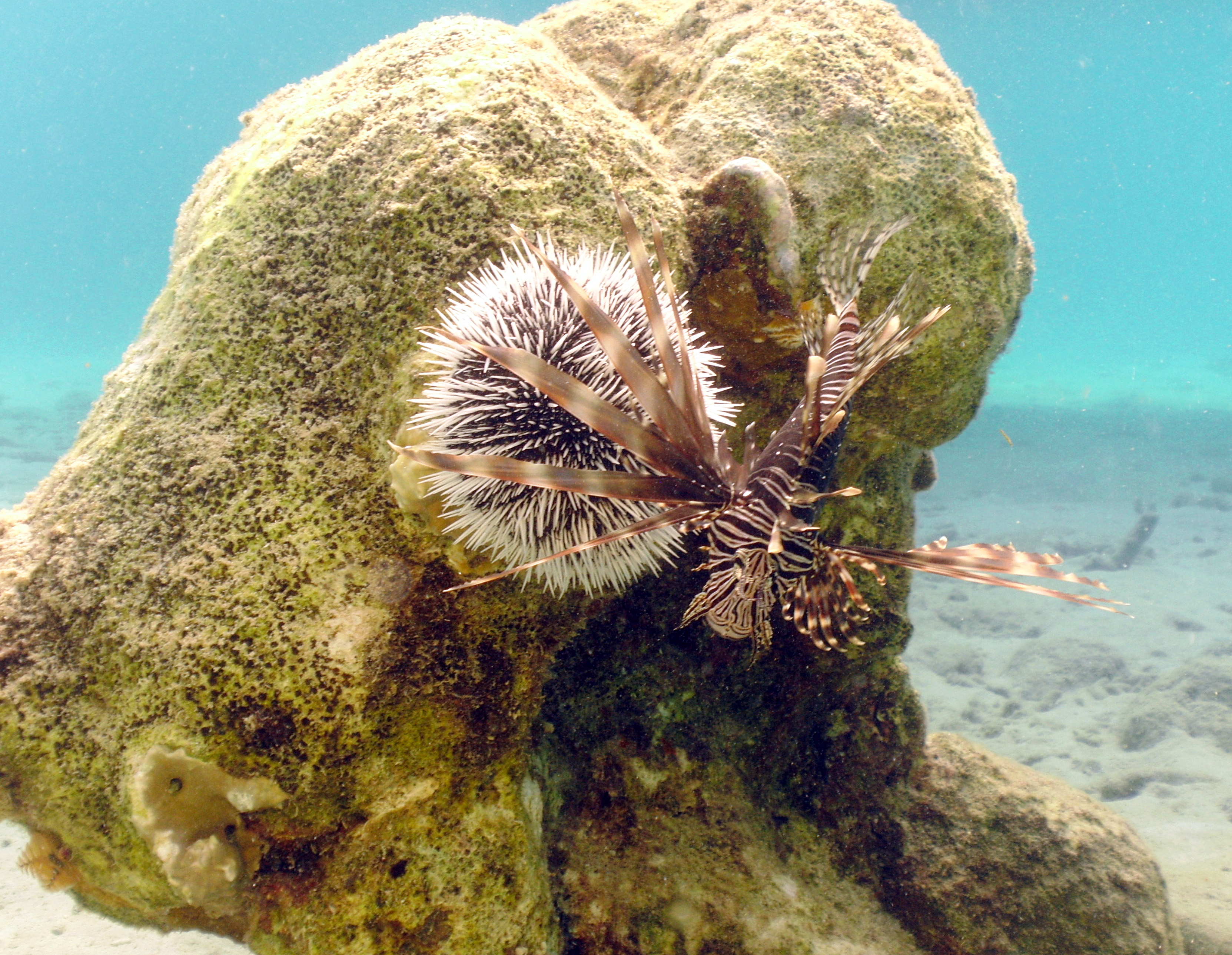 Lionfish and sea urchin