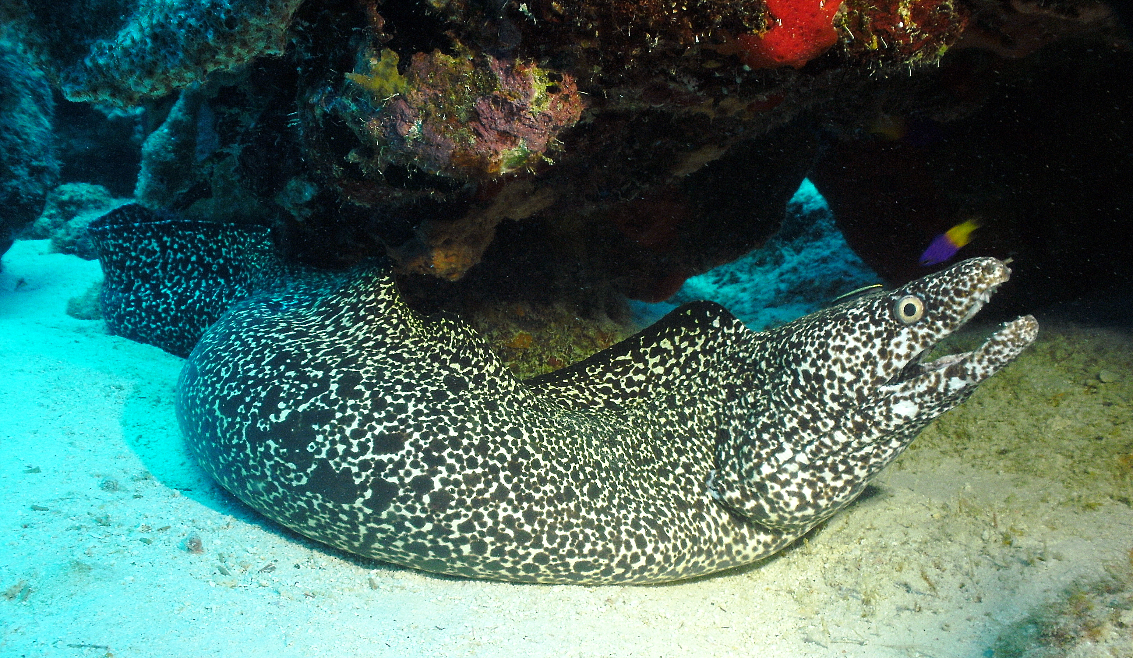 Spotted moray