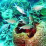 Chromis gather by a sponge outlet