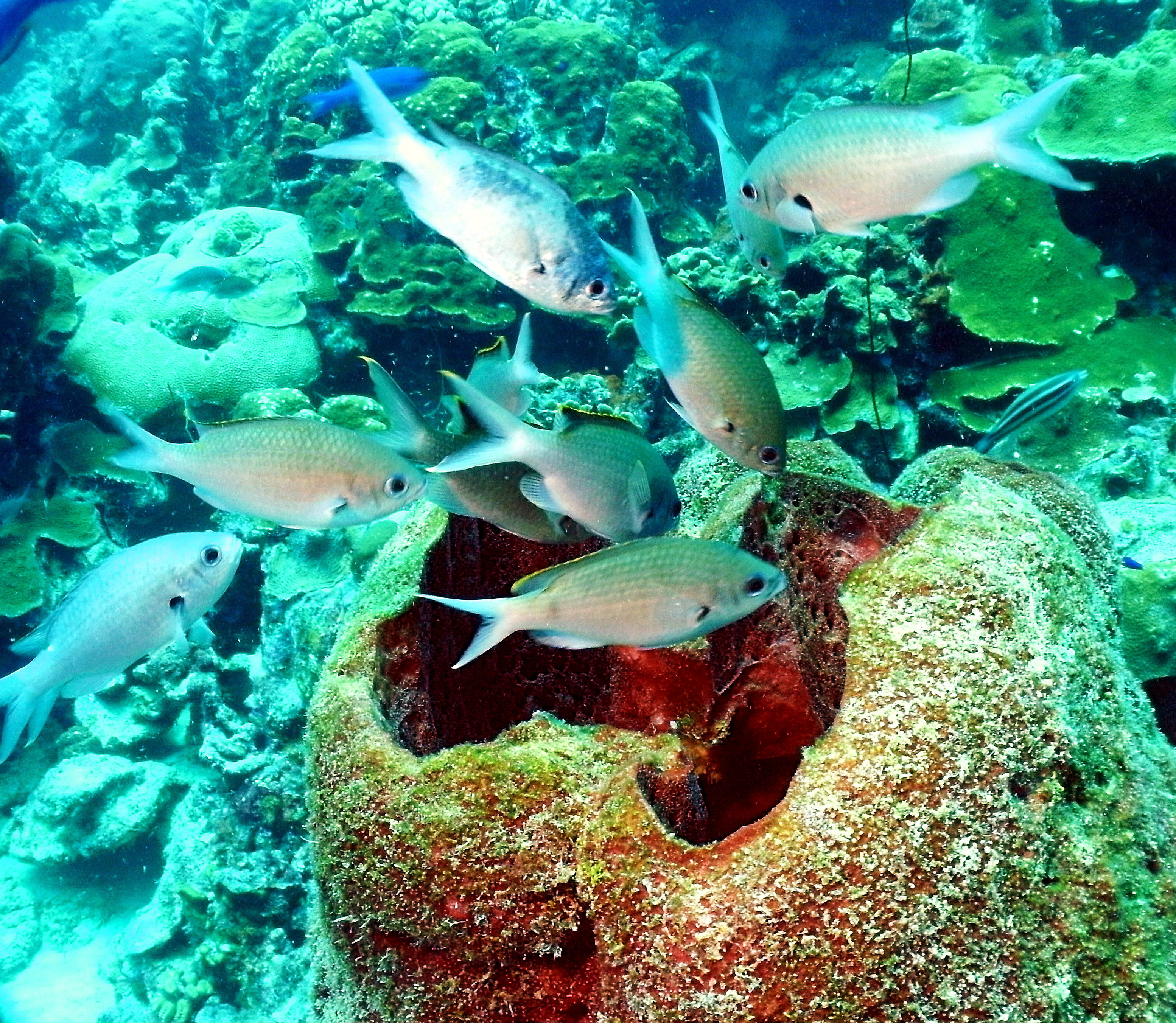 Chromis gather by a sponge outlet