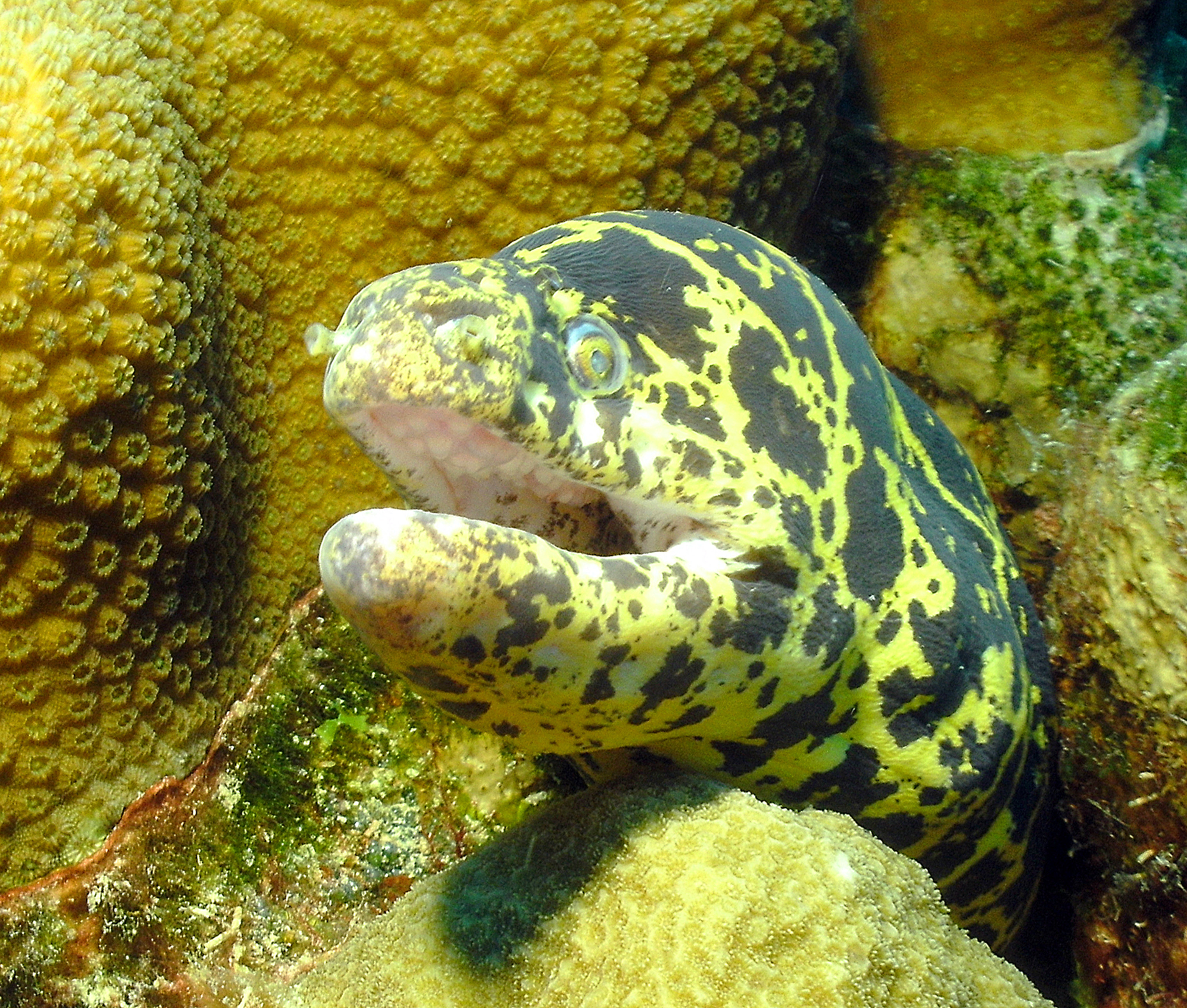 Chain moray close up