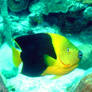 Rock beauty angelfish